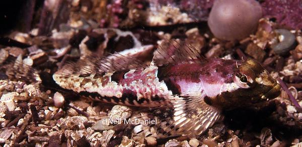 Photo of Asemichthys taylori by <a href="http://www.seastarsofthepacificnorthwest.info/">Neil McDaniel</a>